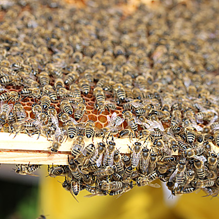 Hive image 3